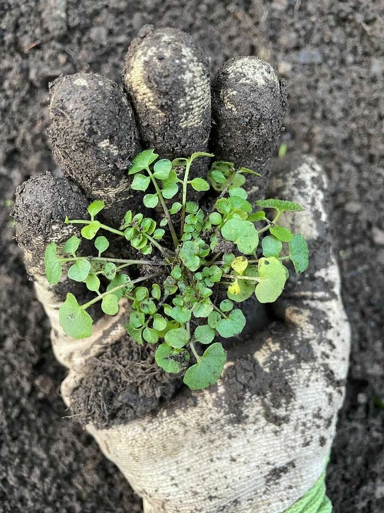 February Gardening Jobs