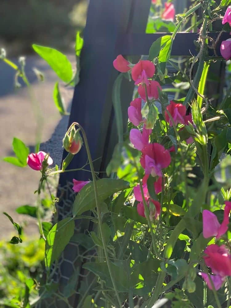 Ferbuary Gardening Jobs Sow Sweat Peas