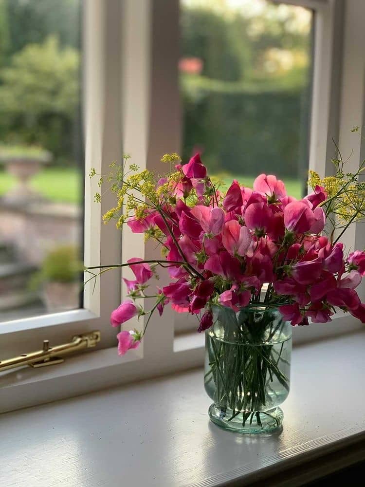 February Garden Jobs Sow Sweat Peas 