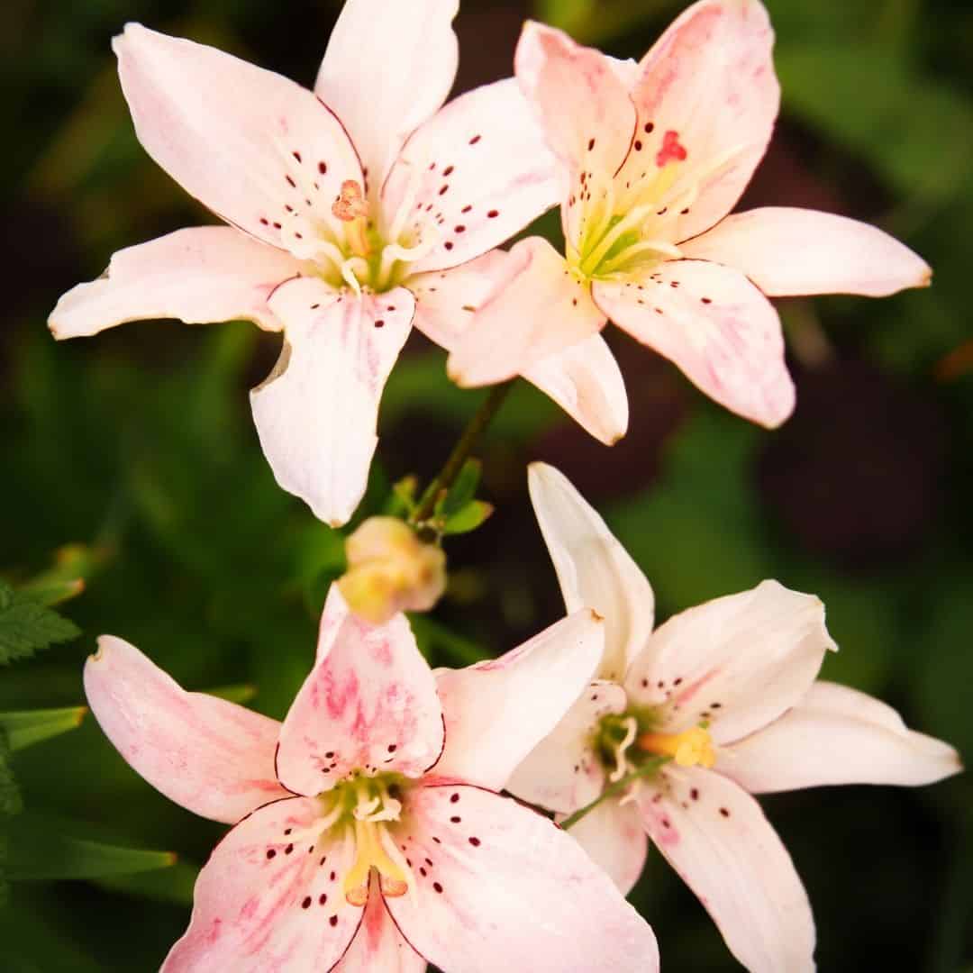 February Gardening Jobs