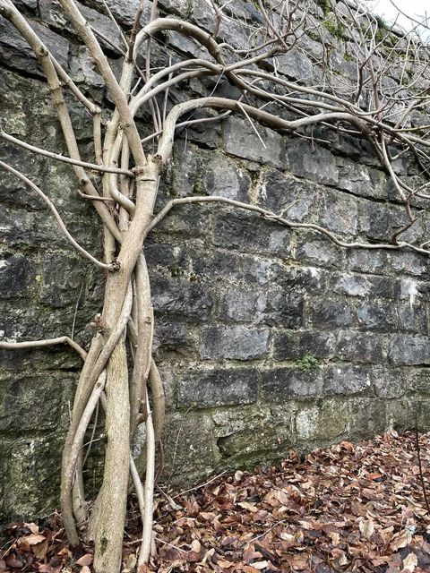 February Gardening Jobs 