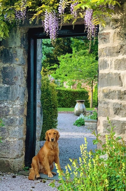 Your monthly Gardening Guide ~ 5 jobs for April