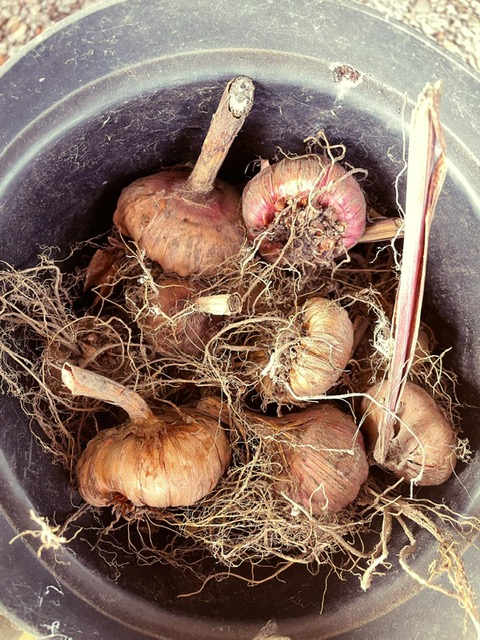 Your monthly Gardening Guide ~ 5 jobs for April 