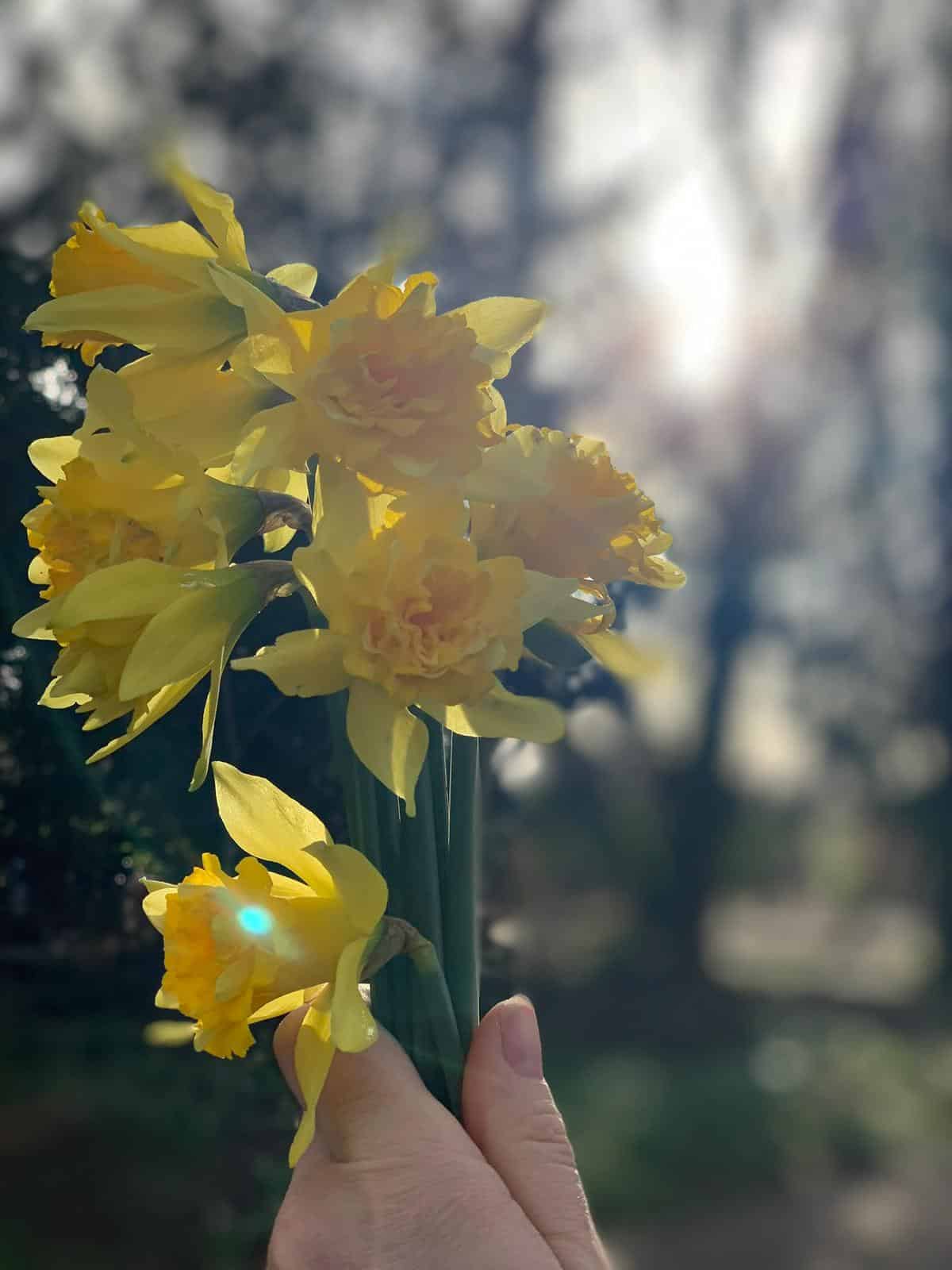 Spring Bulbds 