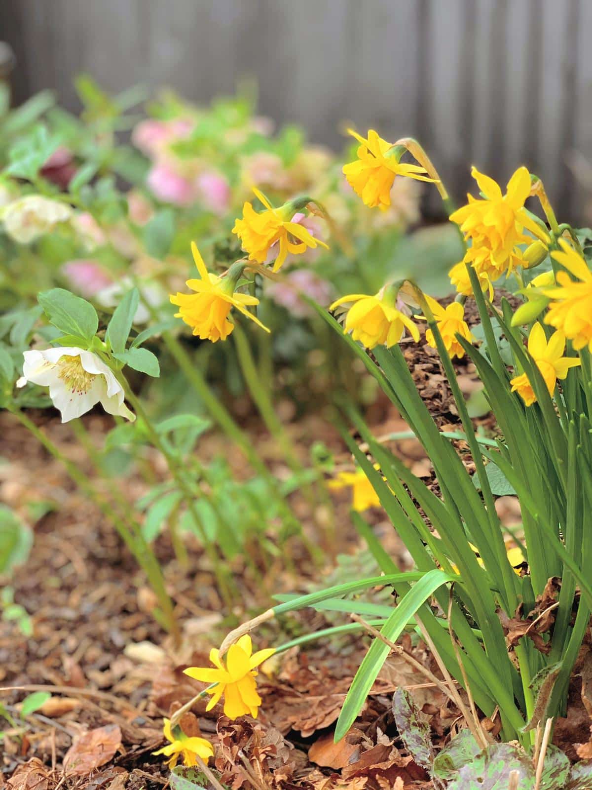 Monthly Gardening Blog March Greenbank Interiors
