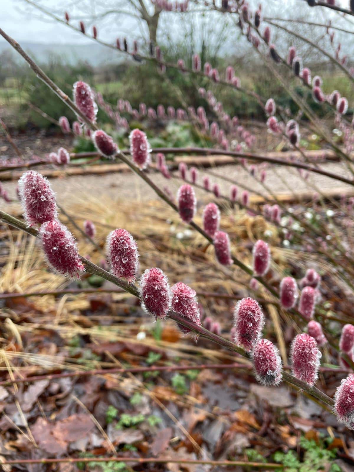 Monthly Gardening Guide March 