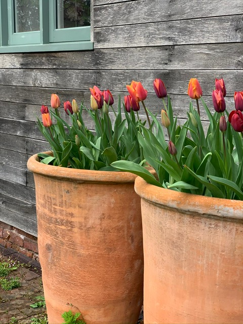 Your monthly Gardening Guide ~ 5 jobs for April 
