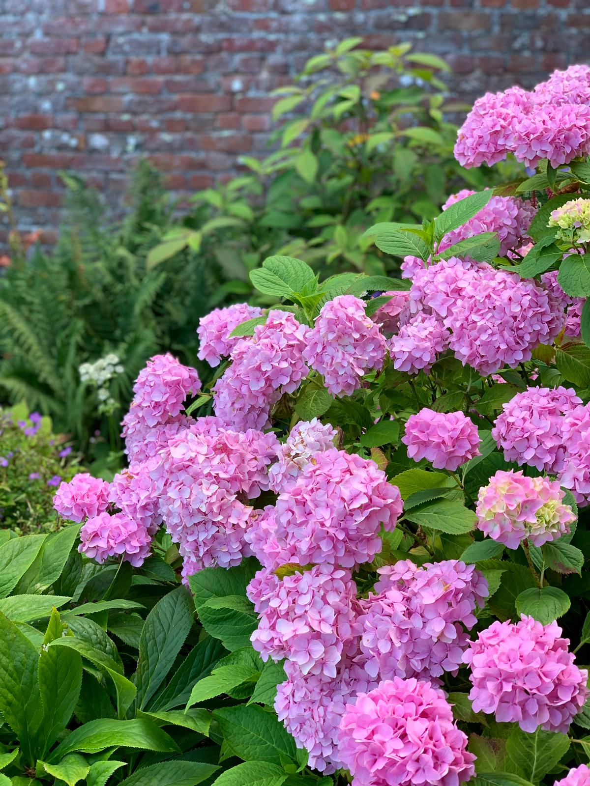 Your monthly Gardening Guide ~ 5 jobs for April 