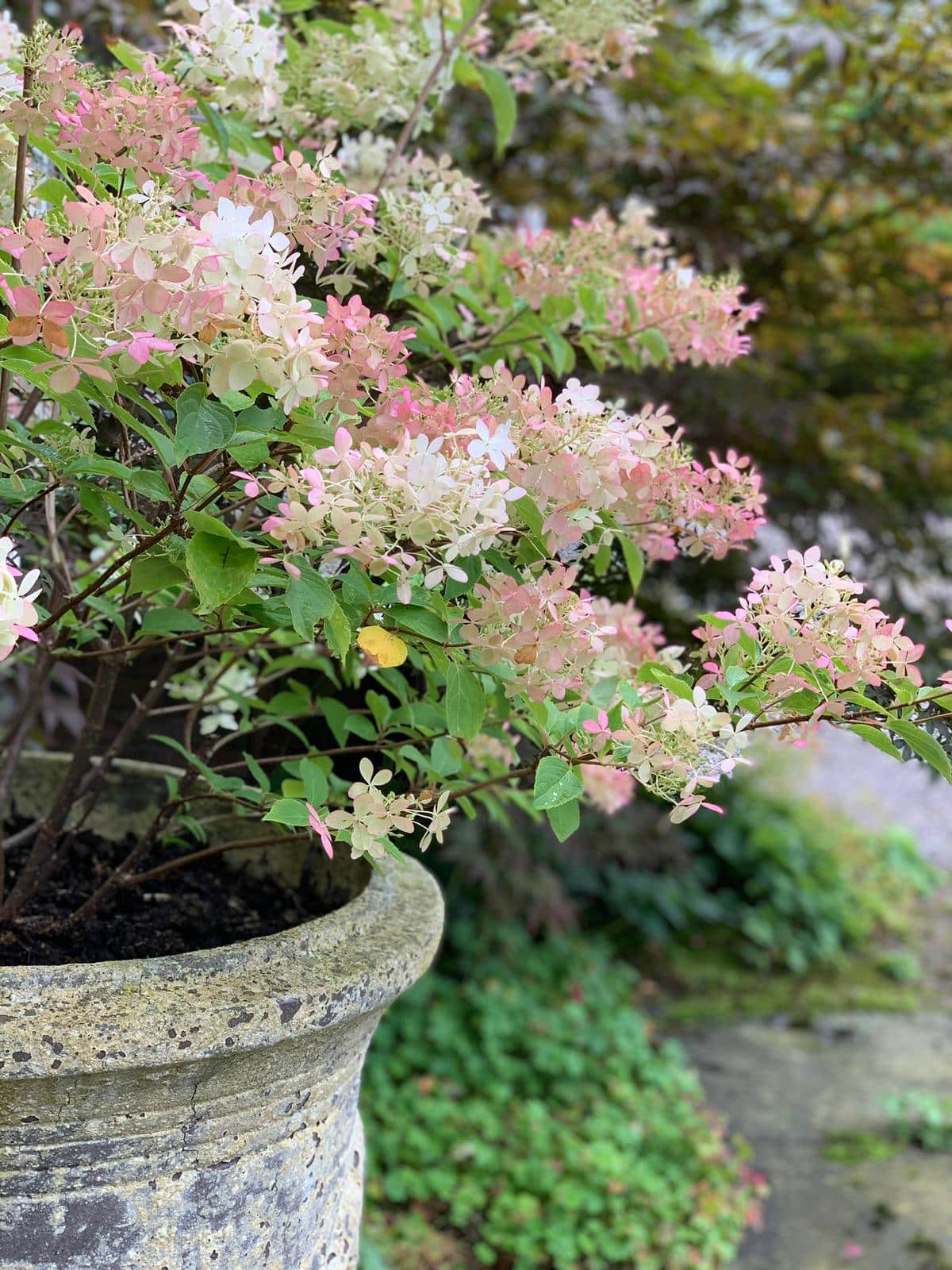 Your monthly Gardening Guide ~ 5 jobs for April 