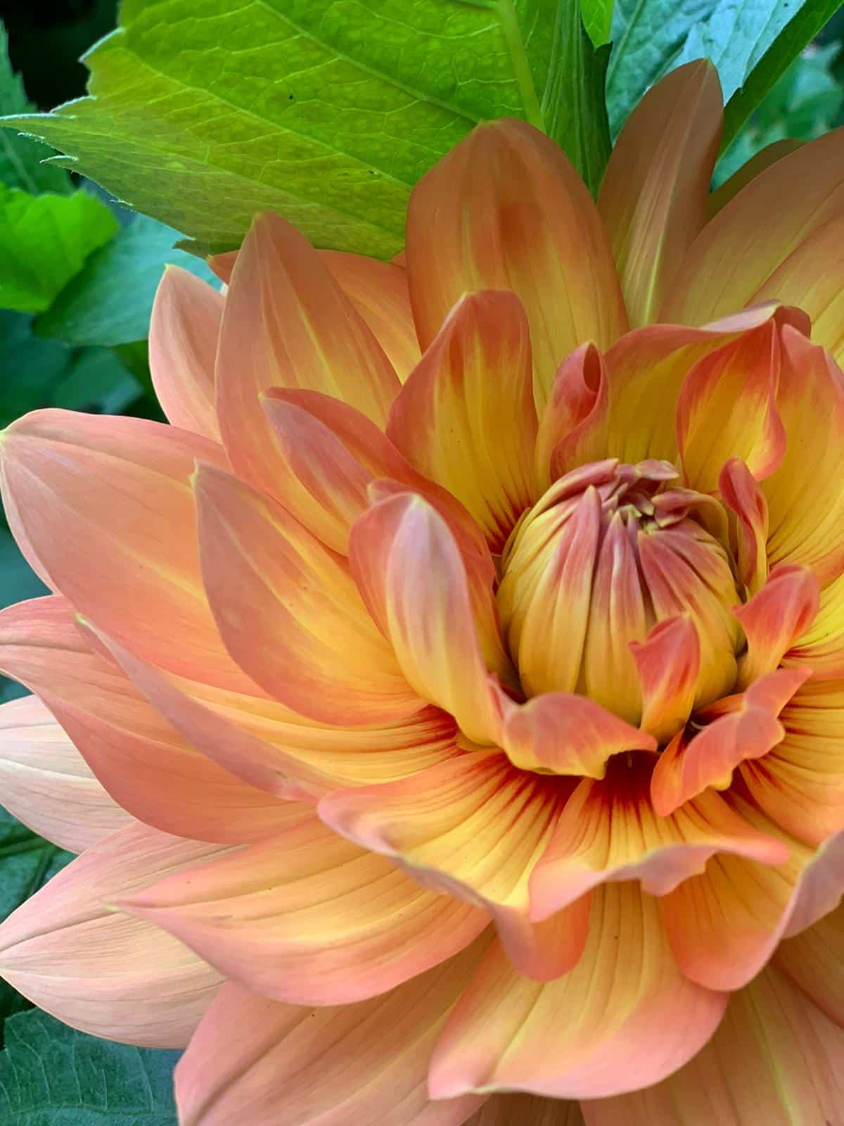  Your monthly Gardening Guide ~ 5 jobs for April 