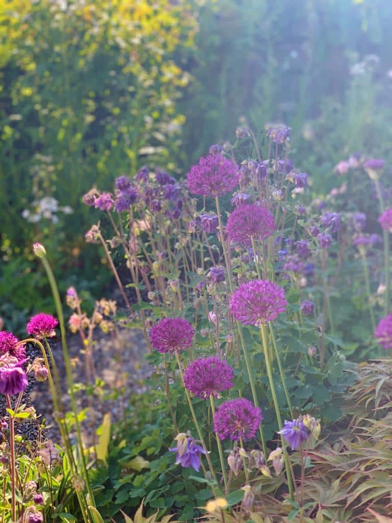 Your monthly gardening guide ~ 5 Jobs for May