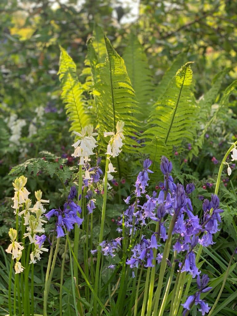 Your monthly gardening guide ~ 5 Jobs for April 