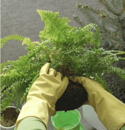 Your monthly gardening guide ~ 5 Jobs for May 