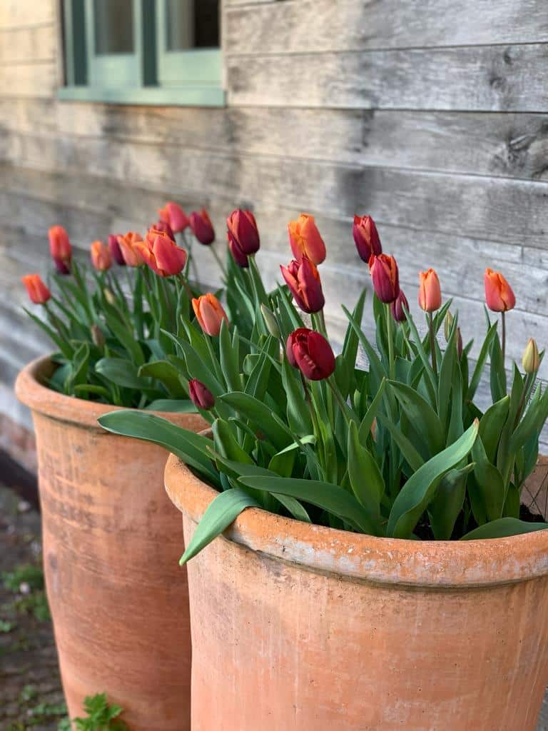 Your monthly gardening guide ~ 5 Jobs for May 