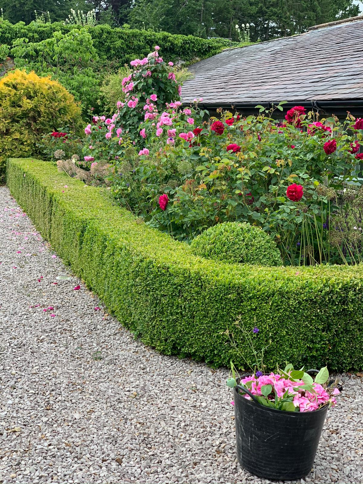 Your monthly gardening Guide ~ 5 jobs for June