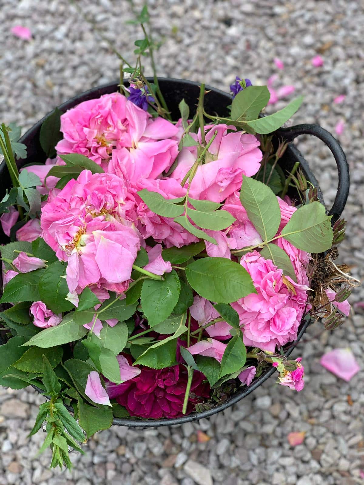 Your monthly gardening Guide ~ 5 jobs for June