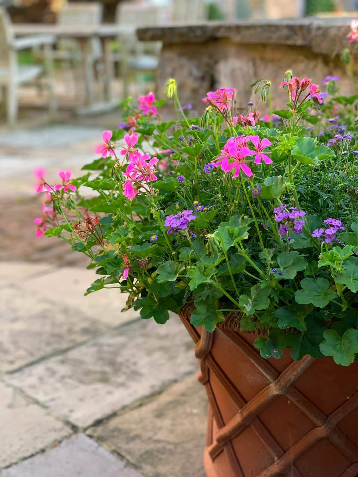 Your monthly gardening Guide ~ 5 jobs for June