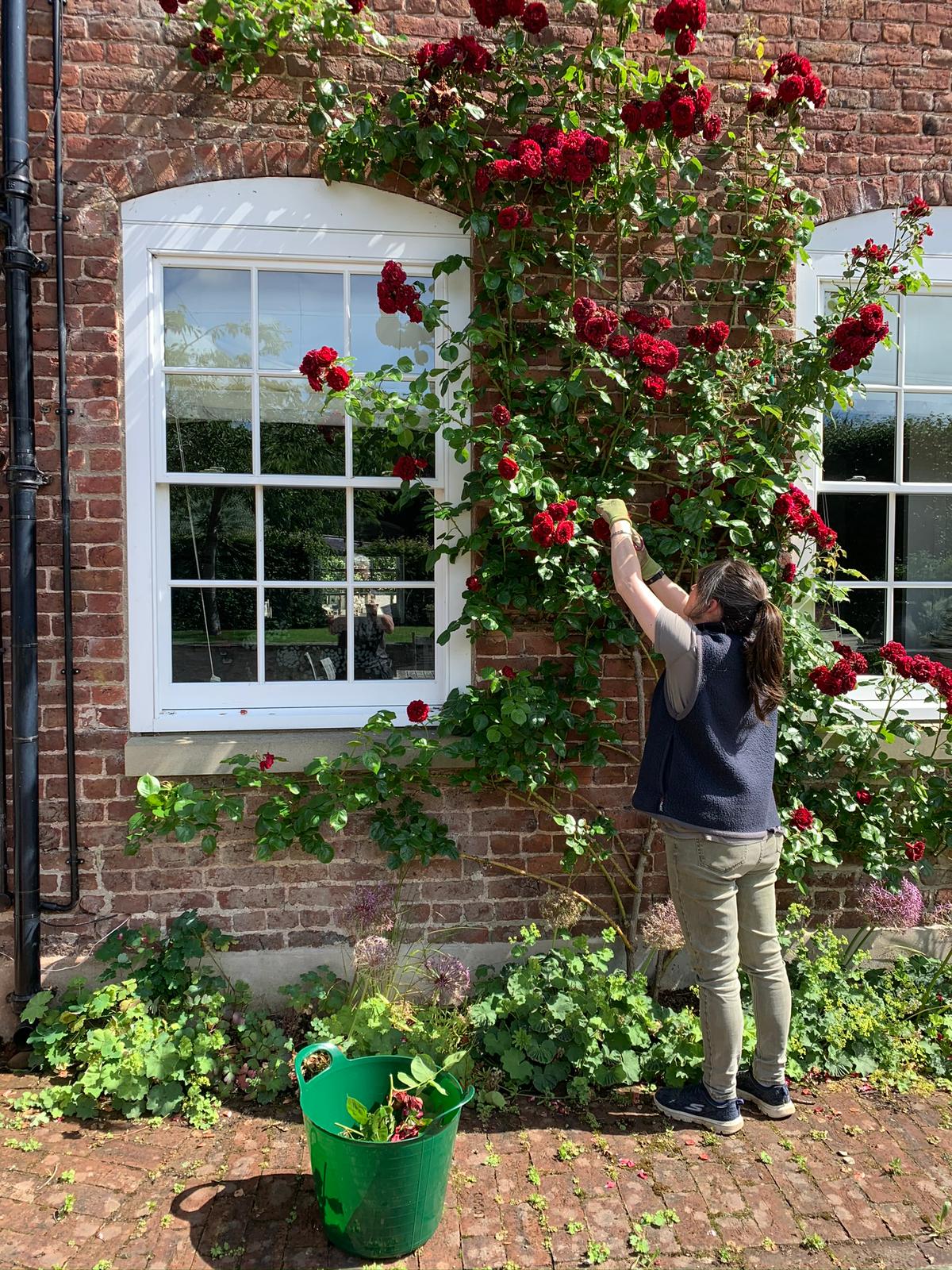 Your monthly gardening Guide ~ 5 jobs for June