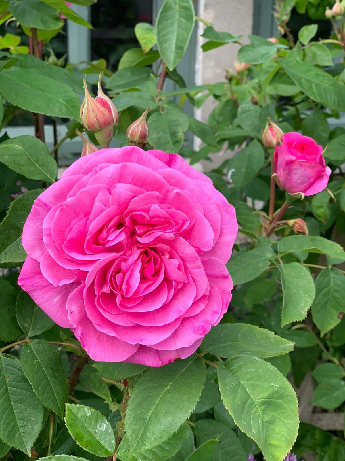 Roses - Your monthly gardening Guide ~ 5 jobs for June