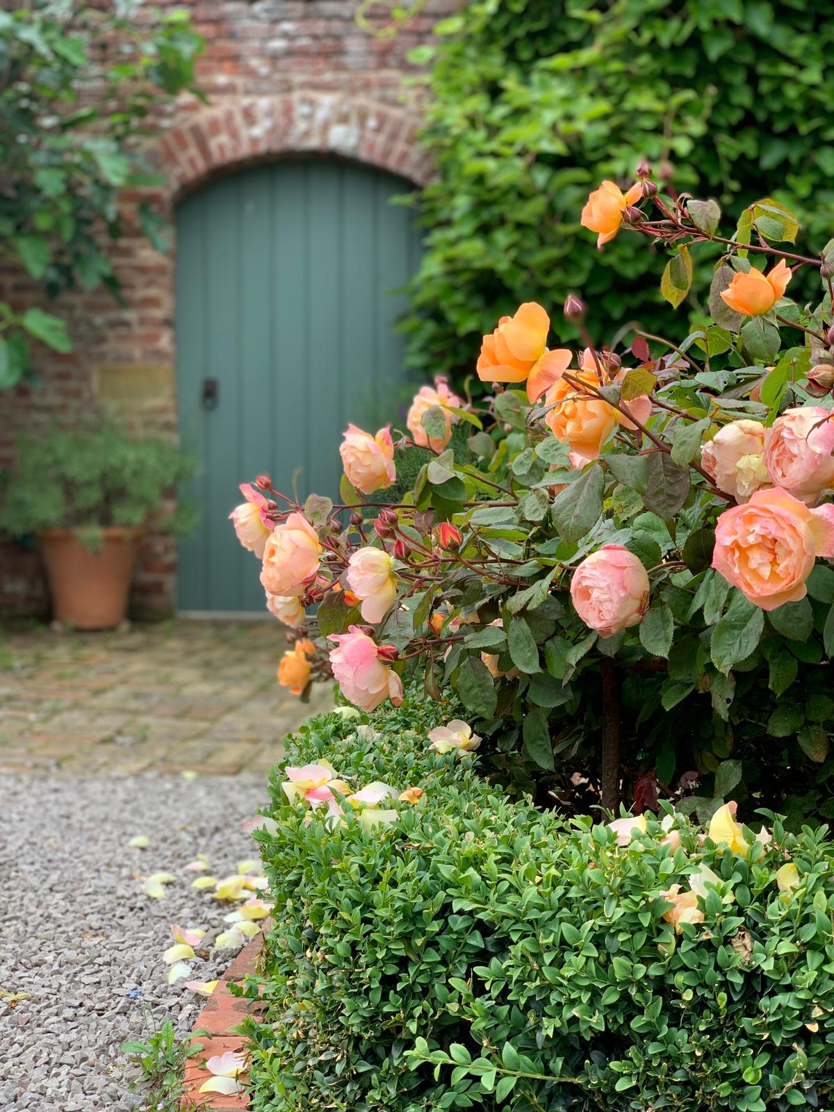 Your monthly gardening Guide ~ 5 jobs for June