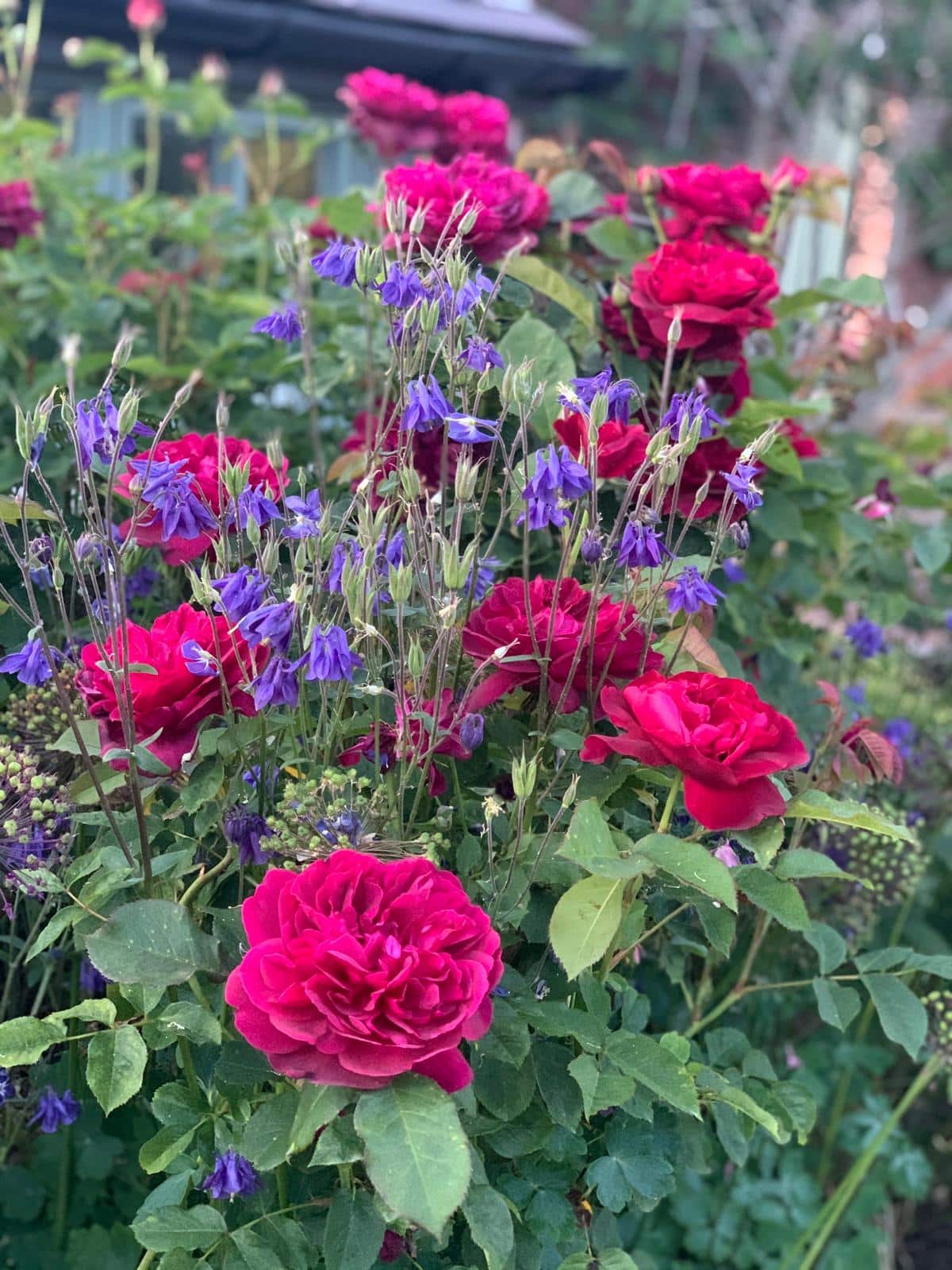 Your monthly gardening Guide ~ 5 jobs for June