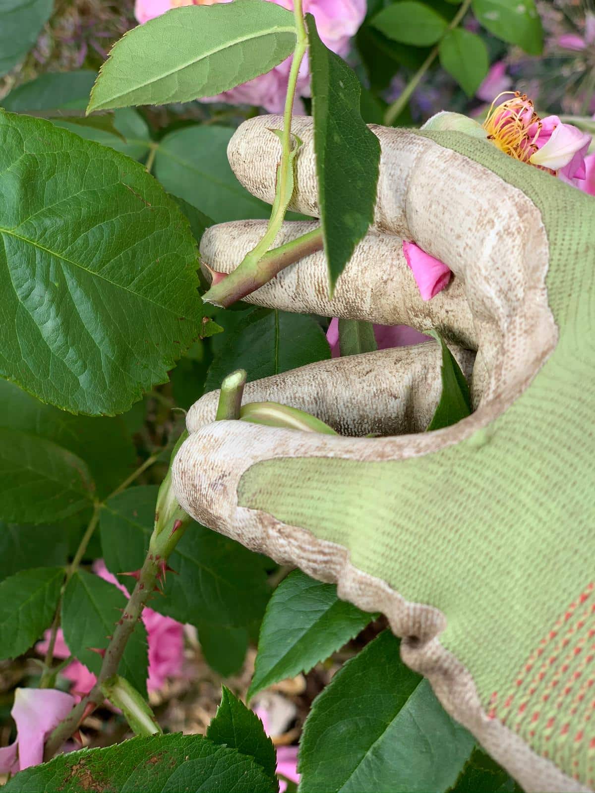 Your monthly gardening Guide ~ 5 jobs for June