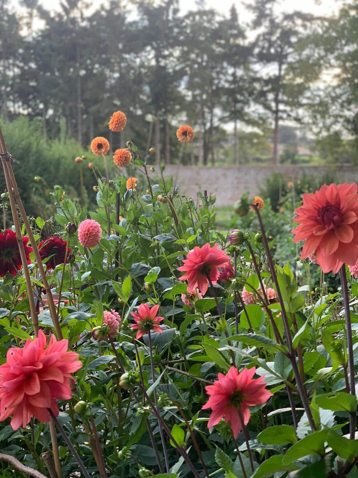 Gardening Jobs August