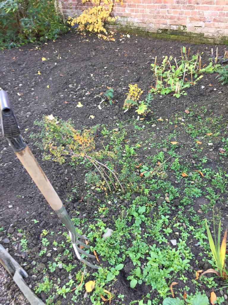 Monthly Gardening Tips October