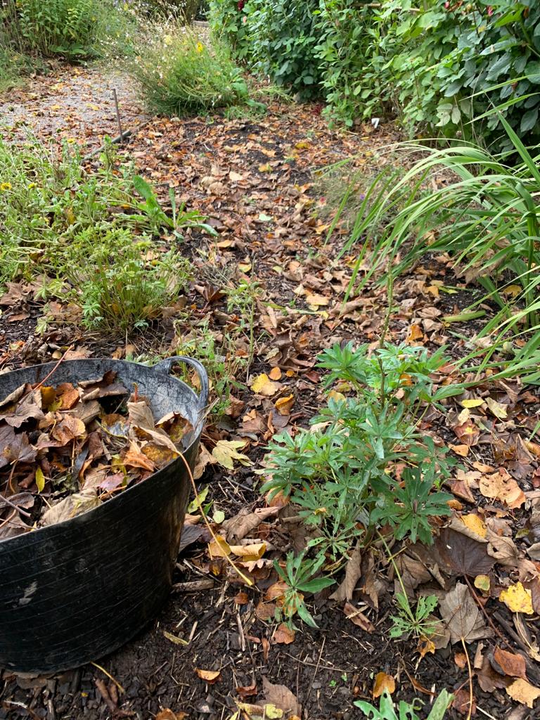 Monthly Gardening Guide October