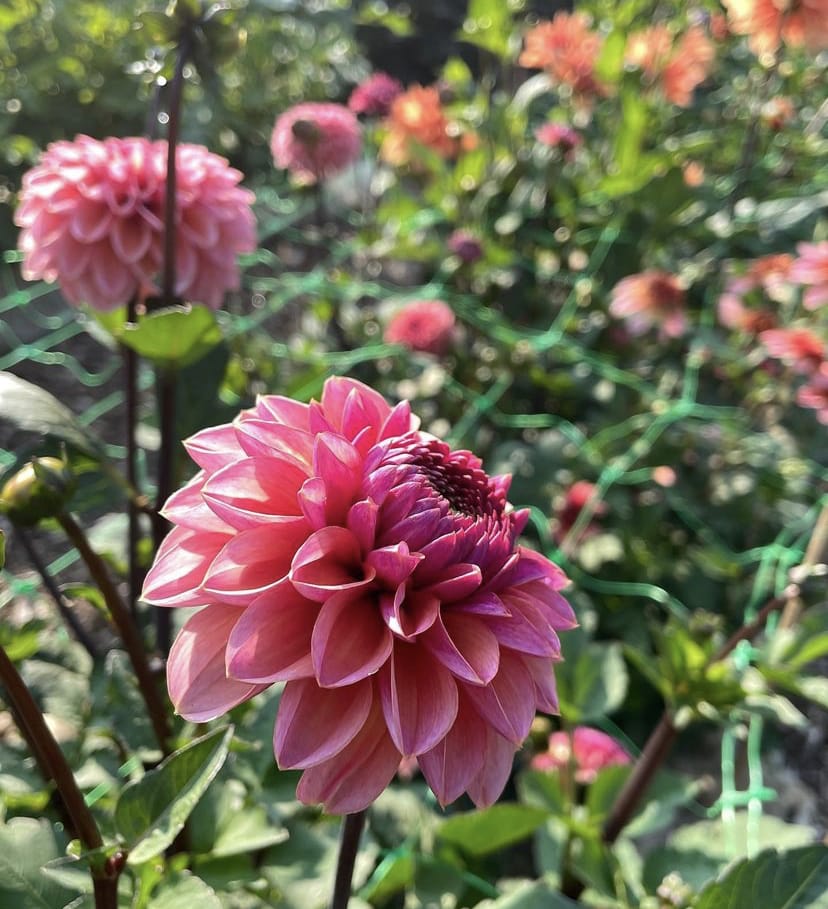 November gardening Jobs UK Dahlias