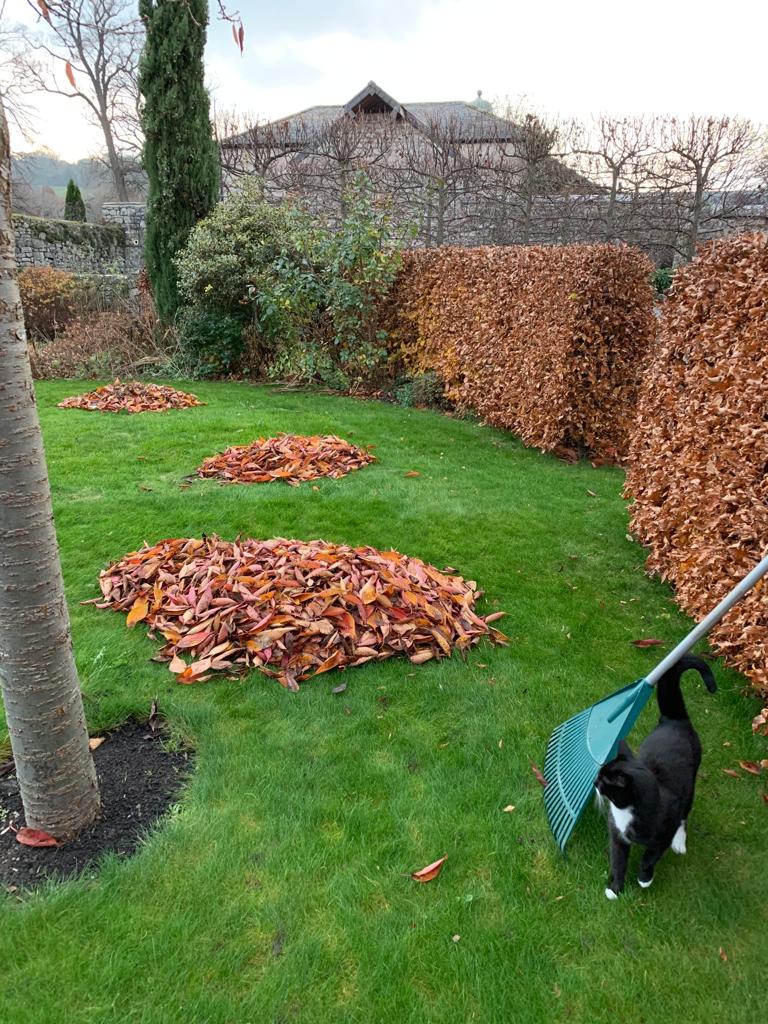 November Gardening Jobs Clearing Leaves