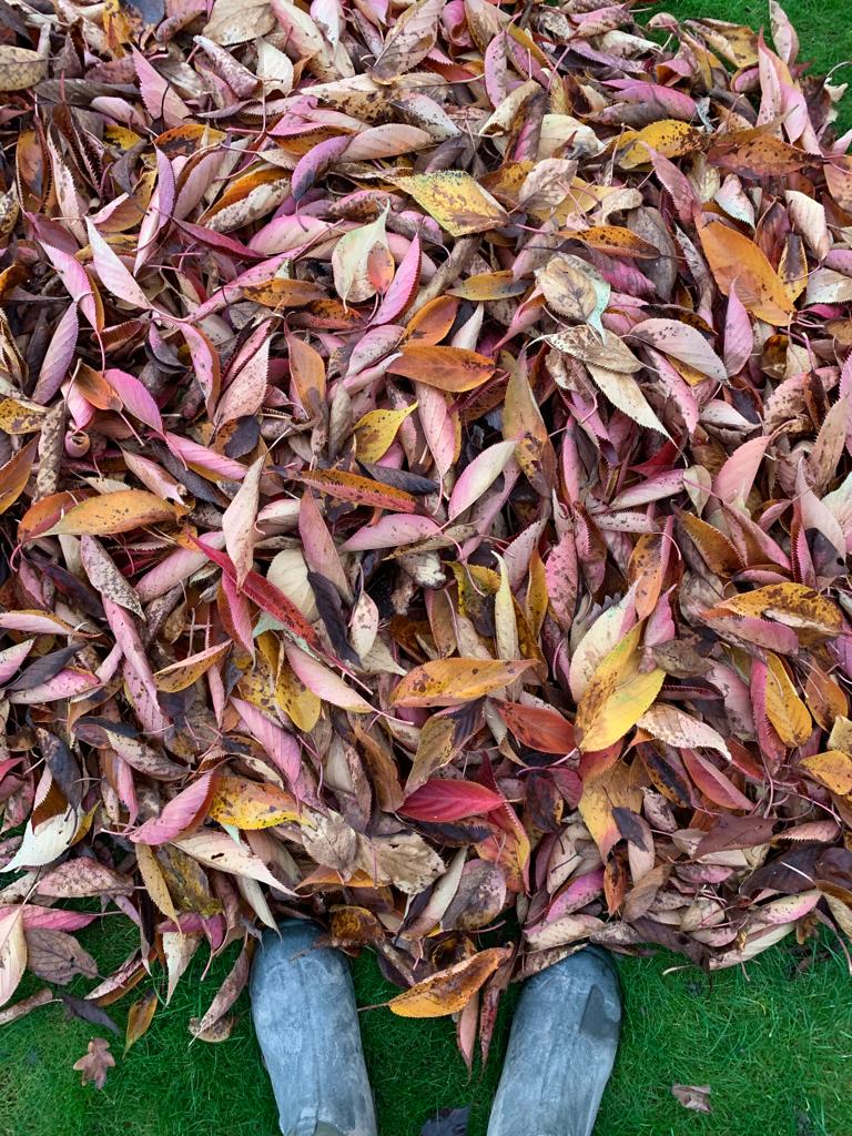 November gardening Jobs clearing leaves