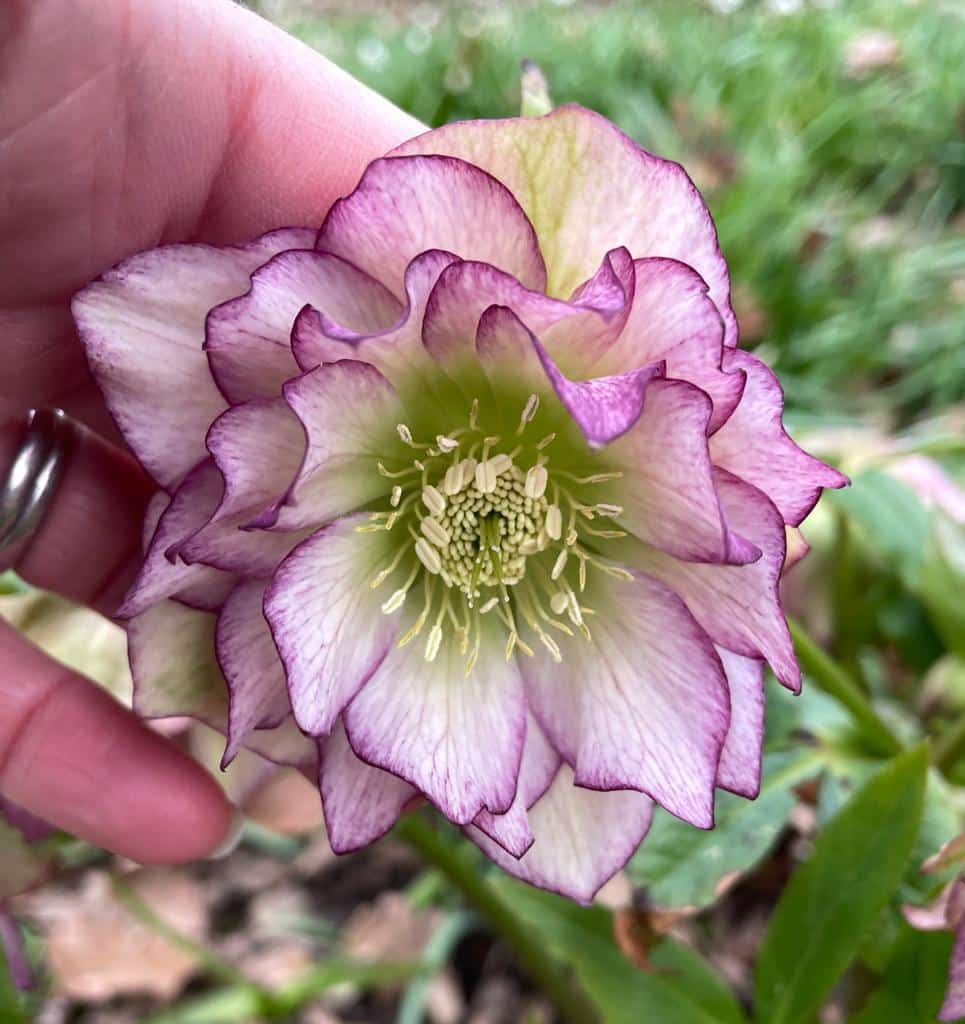 Cut back leaves to Hellebores - December Gardening Jobs 