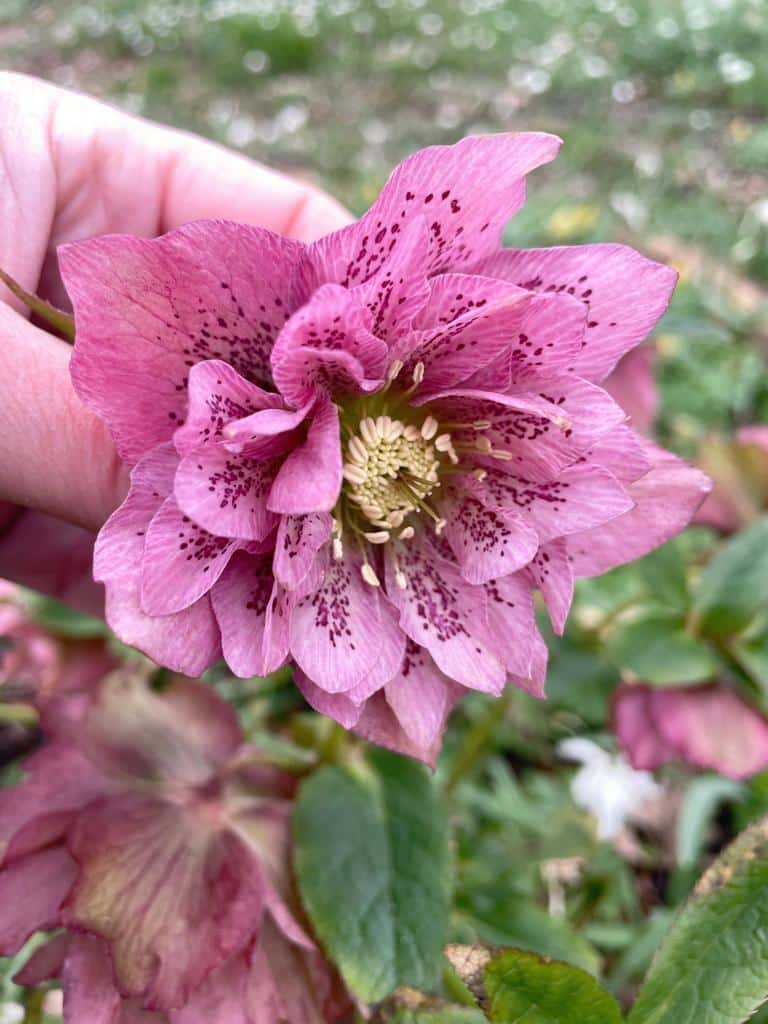 Cut back leaves to Hellebores - December Gardening Jobs 