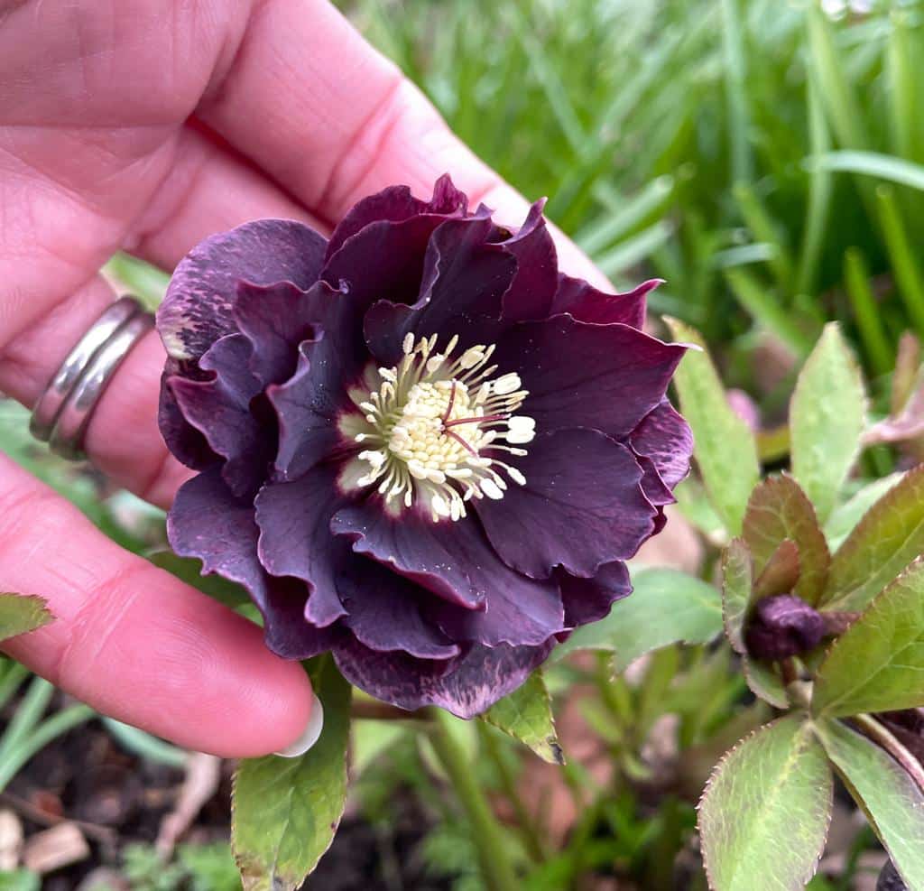 Cut back leaves to Hellebores - December Gardening Jobs 