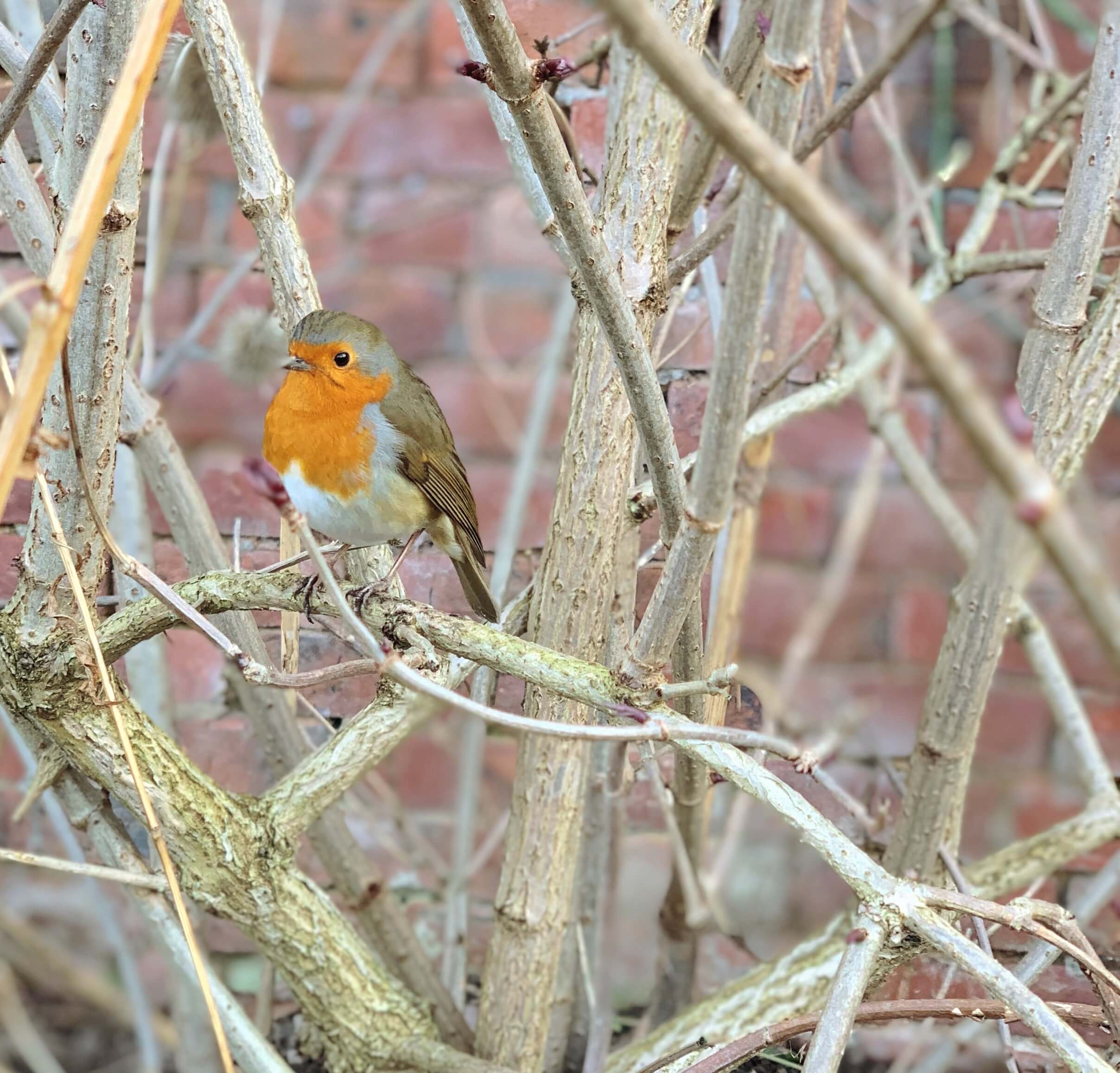 5 gardening jobs for December in uk 1